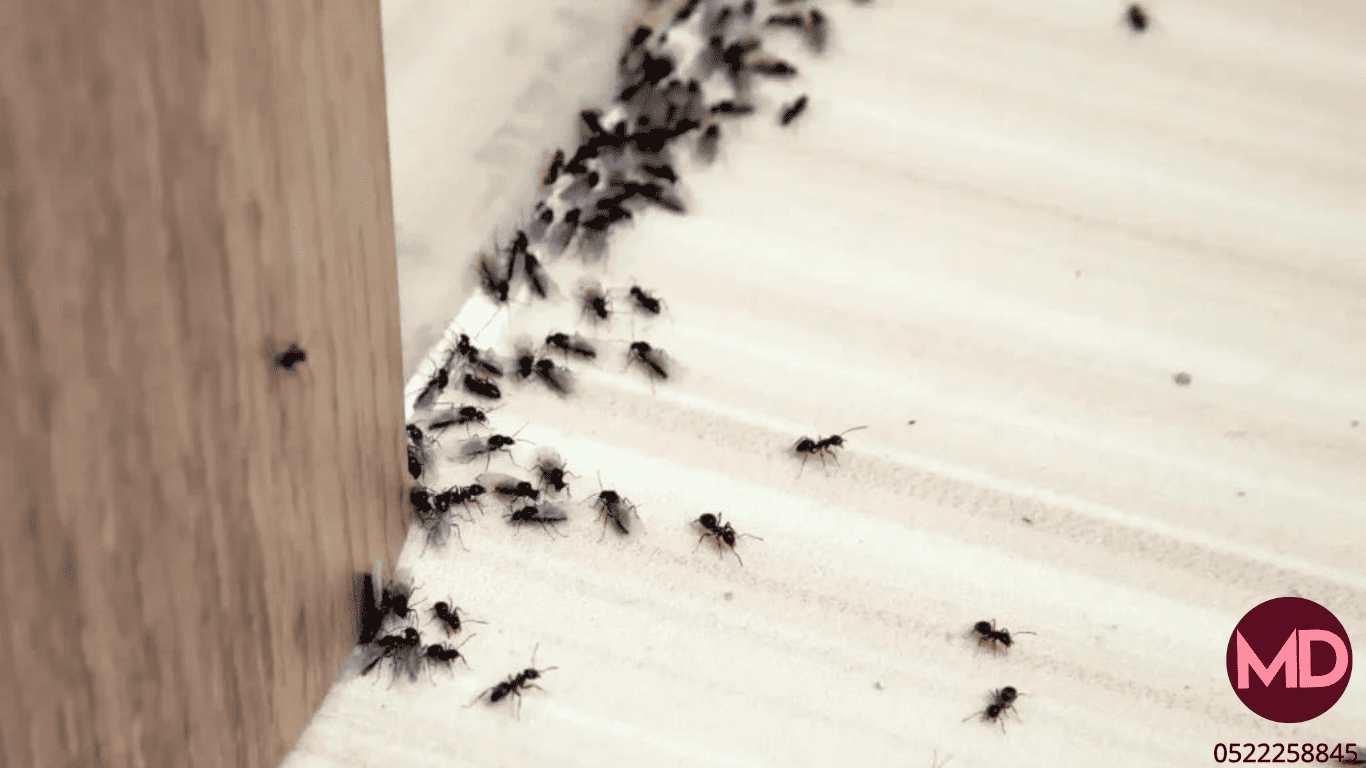 pest control company in Dubai