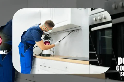 مكافحة حشرات في عجمان