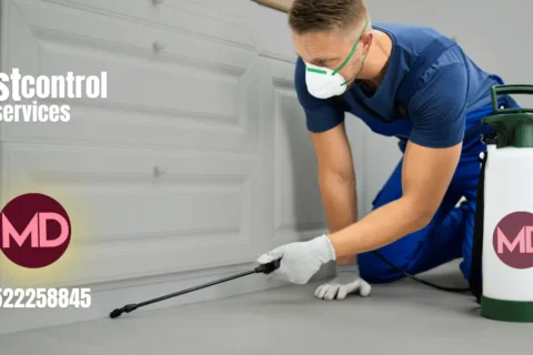 مكافحة حشرات في عجمان